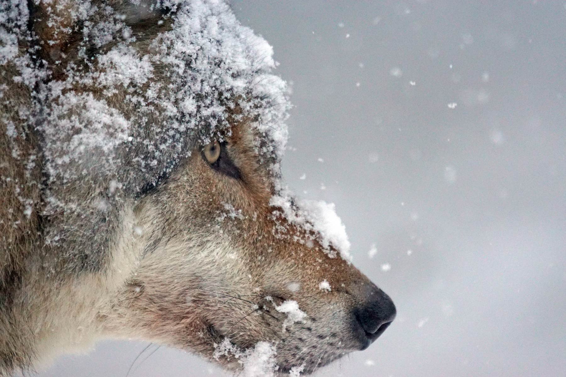 Eurasian Wolf in Winter