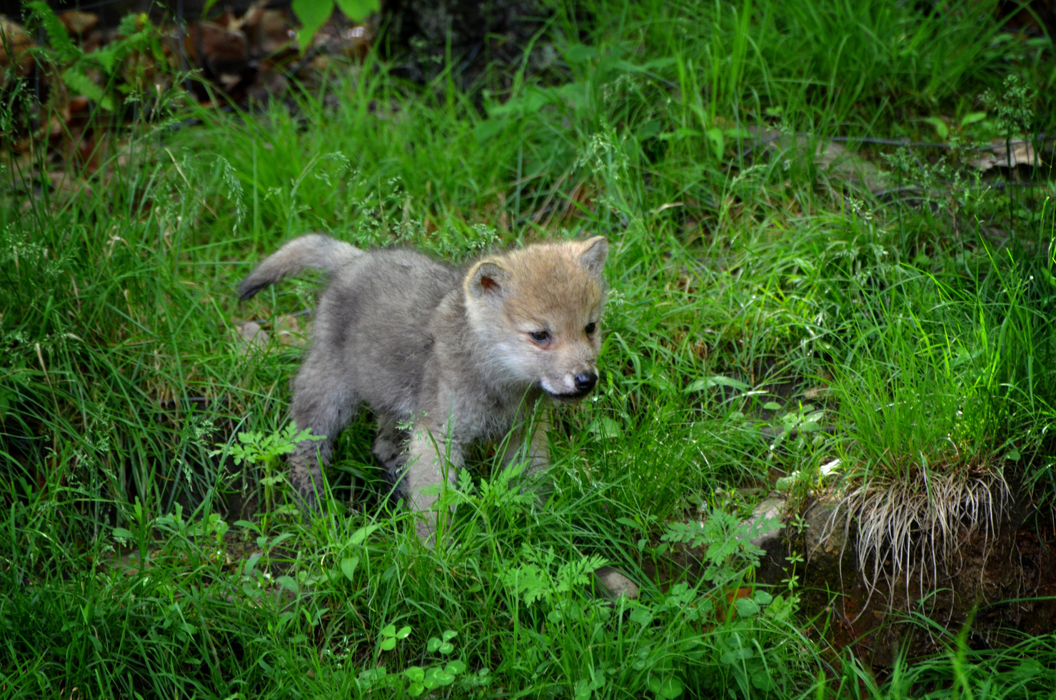 Wolf Pup Wandering
